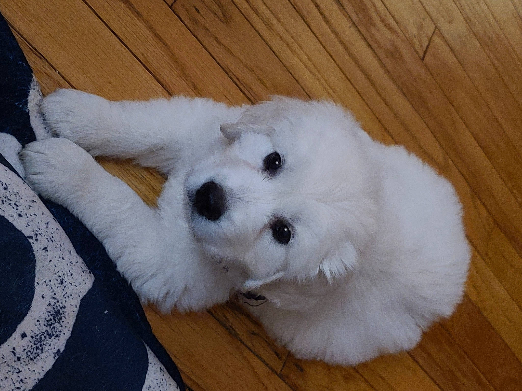 Griffin joined the competition — help win amazing prizes! ball, carnivore, comfort, companion_dog, dog, dog_breed, football, fur, hardwood, non_sporting_group, polish_tatra_sheepdog, sporting_group, toy_dog, varnish, volpino_italiano, whiskers, wood, wood_flooring, wood_stain, working_animal