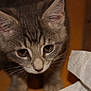 animal_face, brown_eyes, cat, close_up, curious, cute, domestic_cat, ears, feline, gray_tabby, indoor, kitten, looking_down, paper_towel, pet, portrait, small, soft_fur, whiskers, young_animal