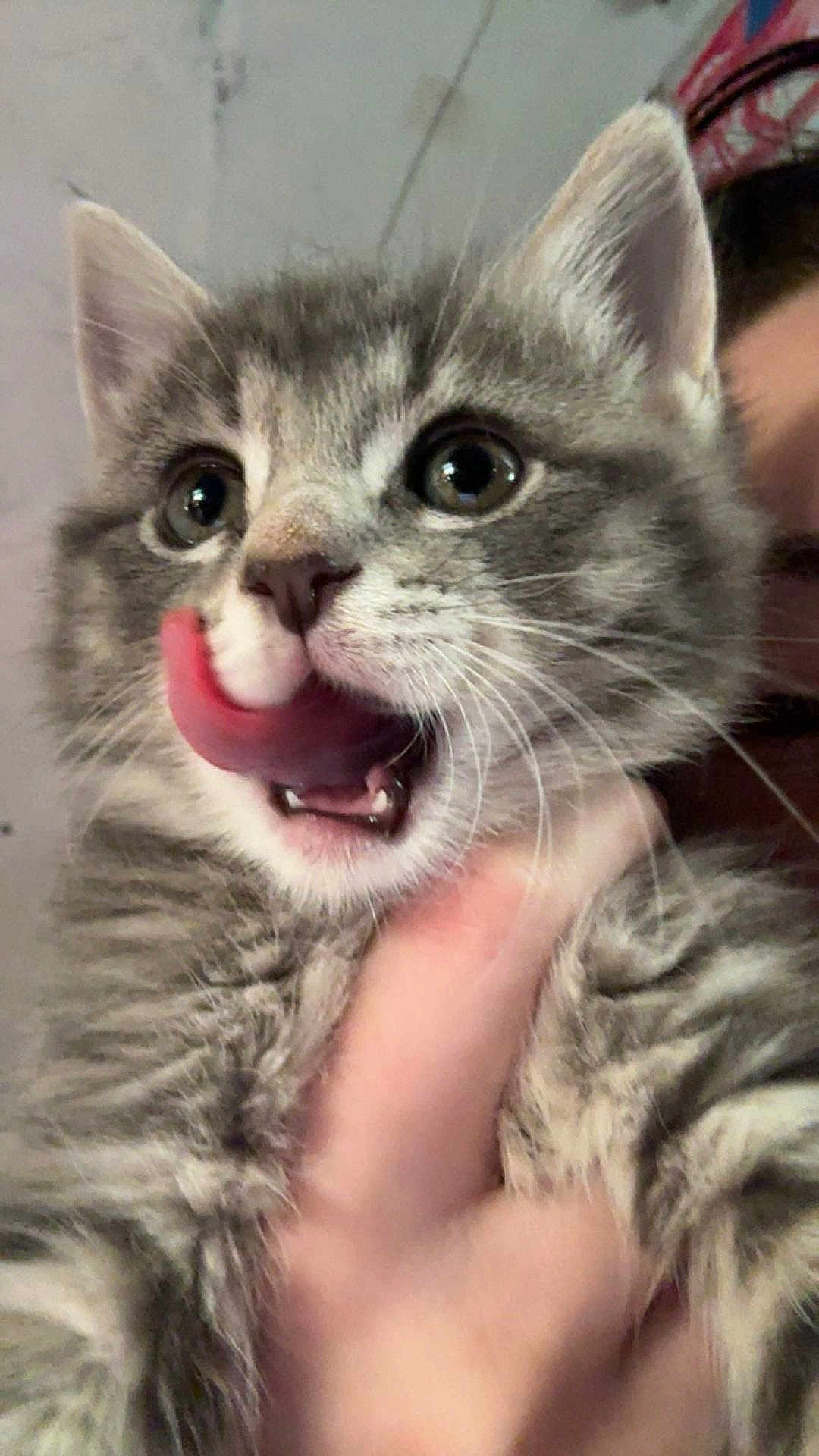 Noodle joined the competition — help win amazing prizes! kitten, cat, gray_tabby, tongue_out, close_up, pet, animal, cute, feline, whiskers, eyes, fur, hand, holding, indoor, young, playful, expression, person, blurred_background