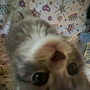 Noodle is registered to the contest to win money with this photo: cat, curious, closeup, blanket, patterned, indoor, pet, feline, face, whiskers, ears, nose, eyes, soft, cute, animal, cozy, home, colorful, playful