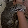 kitten, cat, gray_tabby, sleeping, hugging, human_hand, bracelets, bedspread, penguin_pattern, cozy, snuggling, cute, pet, domestic_cat, fur, paw, resting, indoor, comfort, adorable