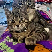 River Rose is registered to the contest to win money with this photo: animal, blanket, cartoon_character, cat, close_up, collar, cozy, cute, domestic_cat, feline, household, indoor, looking_at_camera, lying_down, pet, purple_blanket, resting, striped_fur, tabby_cat, two_cats