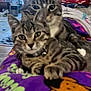 animal, blanket, cartoon_character, cat, close_up, collar, cozy, cute, domestic_cat, feline, household, indoor, looking_at_camera, lying_down, pet, purple_blanket, resting, striped_fur, tabby_cat, two_cats