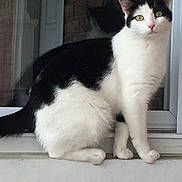 Ka Maj is registered to the contest to win money with this photo: alert, animal, black_and_white, cat, closeup, curious, cute, domestic_cat, feline, fur, green_eyes, ledge, outdoor, pet, portrait, reflection, sitting, whiskers, window, young_cat