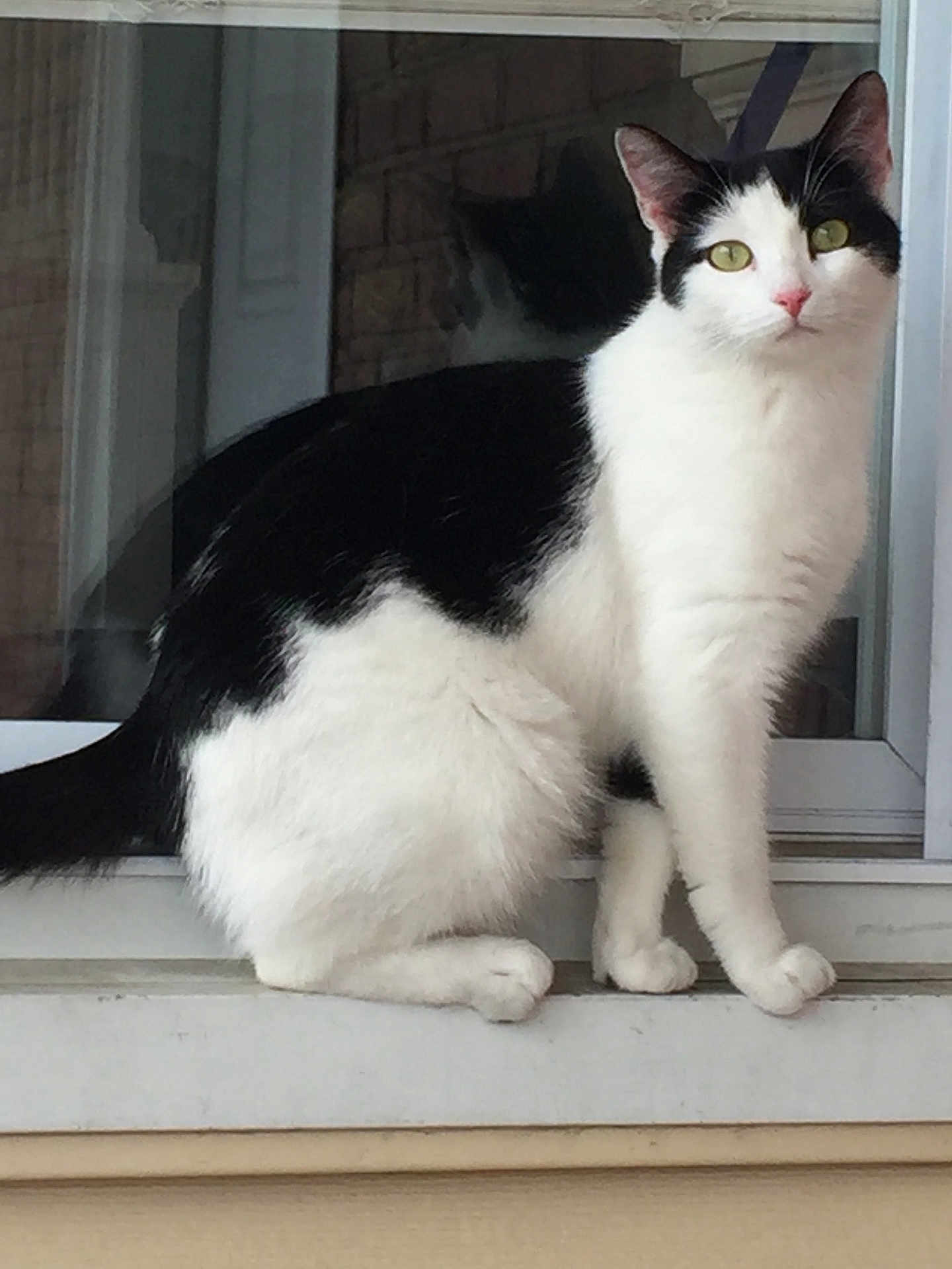 Ka Maj is registered to the contest to win money with this photo: alert, animal, black_and_white, cat, closeup, curious, cute, domestic_cat, feline, fur, green_eyes, ledge, outdoor, pet, portrait, reflection, sitting, whiskers, window, young_cat