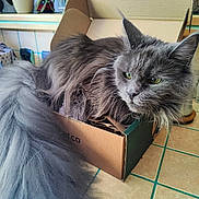 Upla participe au concours pour gagner de l'argent avec cette photo : box, cardboard_box, cat, cozy, domestic_animal, ears, eyes, feline, fluffy, fur, gray_cat, home, houseplant, indoor, long_tail, pet, plant, relaxed, tile_floor, whiskers