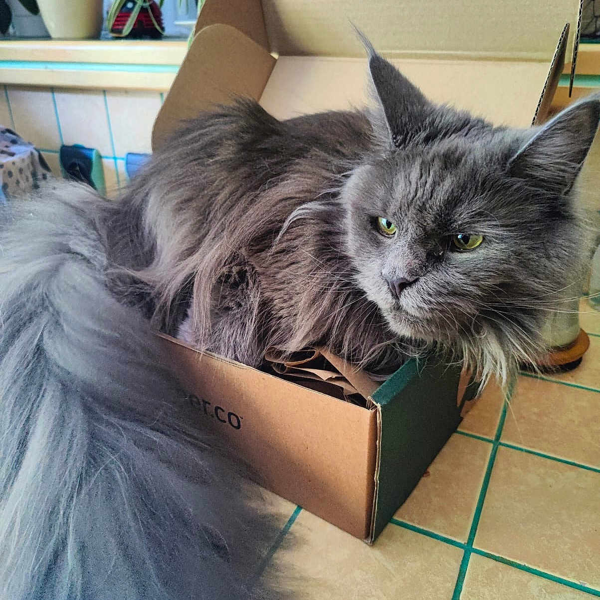 Upla participe au concours pour gagner de l'argent avec cette photo : box, cardboard_box, cat, cozy, domestic_animal, ears, eyes, feline, fluffy, fur, gray_cat, home, houseplant, indoor, long_tail, pet, plant, relaxed, tile_floor, whiskers