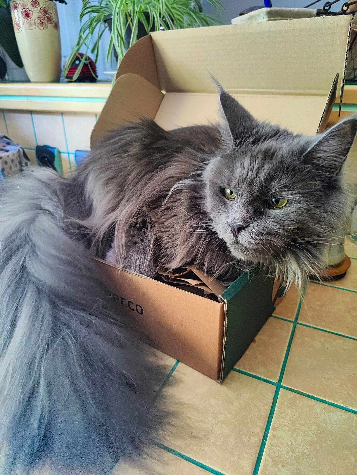 Upla participe au concours pour gagner de l'argent avec cette photo : box, cardboard_box, cat, cozy, domestic_animal, ears, eyes, feline, fluffy, fur, gray_cat, home, houseplant, indoor, long_tail, pet, plant, relaxed, tile_floor, whiskers