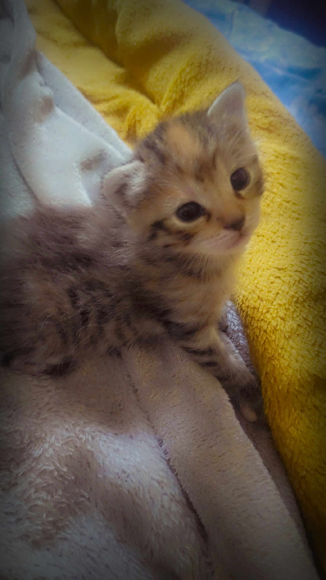 Etoile participe au concours pour gagner de l'argent avec cette photo : animal, blanket, cat, closeup, comfort, cozy, curious, cute, domestic, feline, fur, indoor, kitten, pet, resting, sleepy, small, soft, striped, young