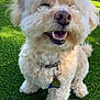 Charlie is registered to the contest to win money with this photo: animal, canine, close_up, collar, curly_fur, cute, dog, fluffy, grass, greenery, happy, mammal, nature, outdoor, pet_tag, playful, smiling, sunlight, teeth, tongue