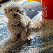Charlie joined the competition — help win amazing prizes! animal, beige, carpet, collar, cozy, curious, curly_fur, dog, domestic_animal, floor_mats, fluffy, home_depot, indoor, orange_bucket, pet, rug, small_dog, sunlight, tag, wooden_floor