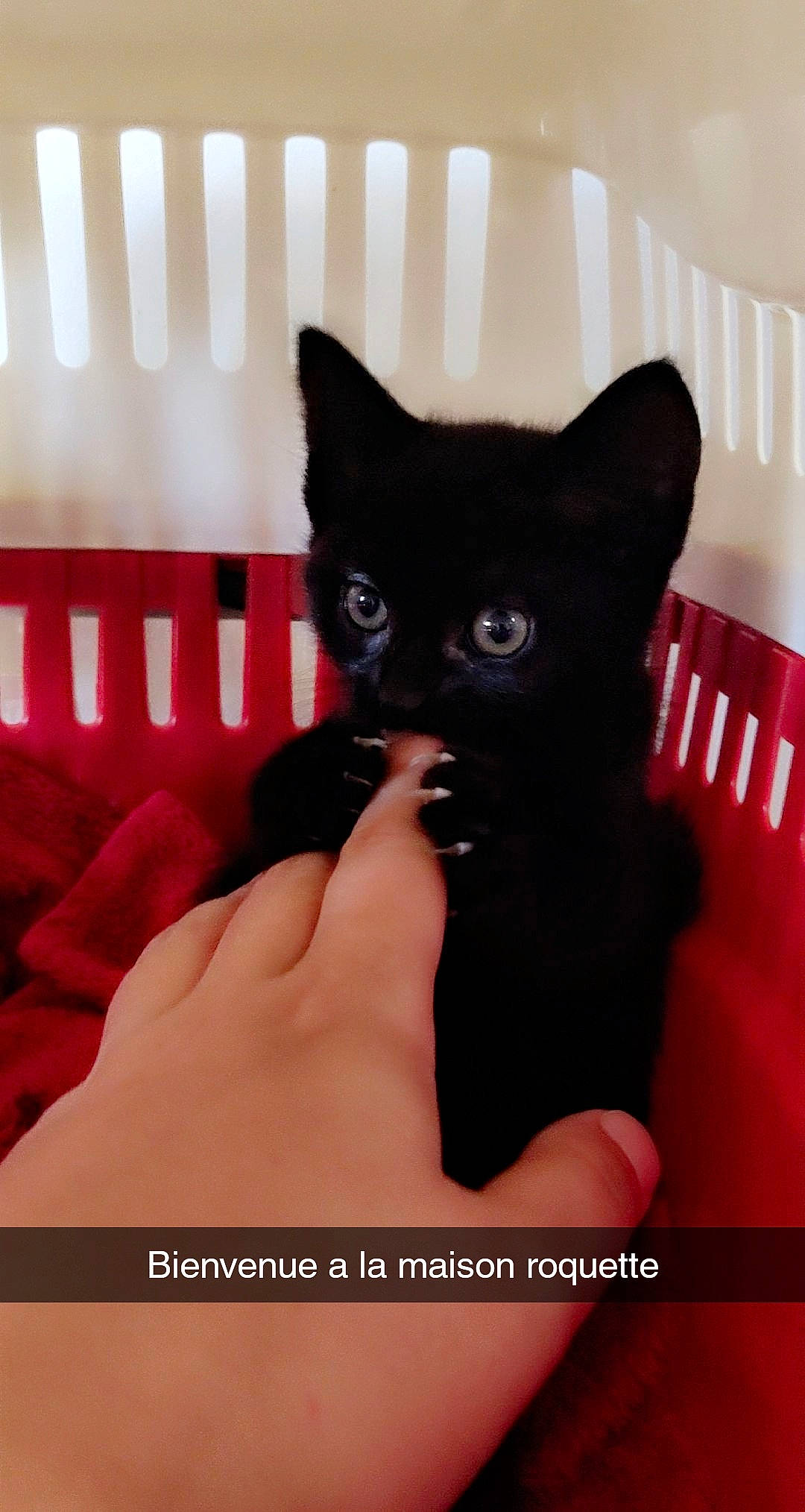 Roquette participe au concours pour gagner de l'argent avec cette photo : black_cat, black_hair, carnivore, cat, curious, felidae, finger, flesh, nail, small_to_medium_sized_cats, snout, thumb, whiskers