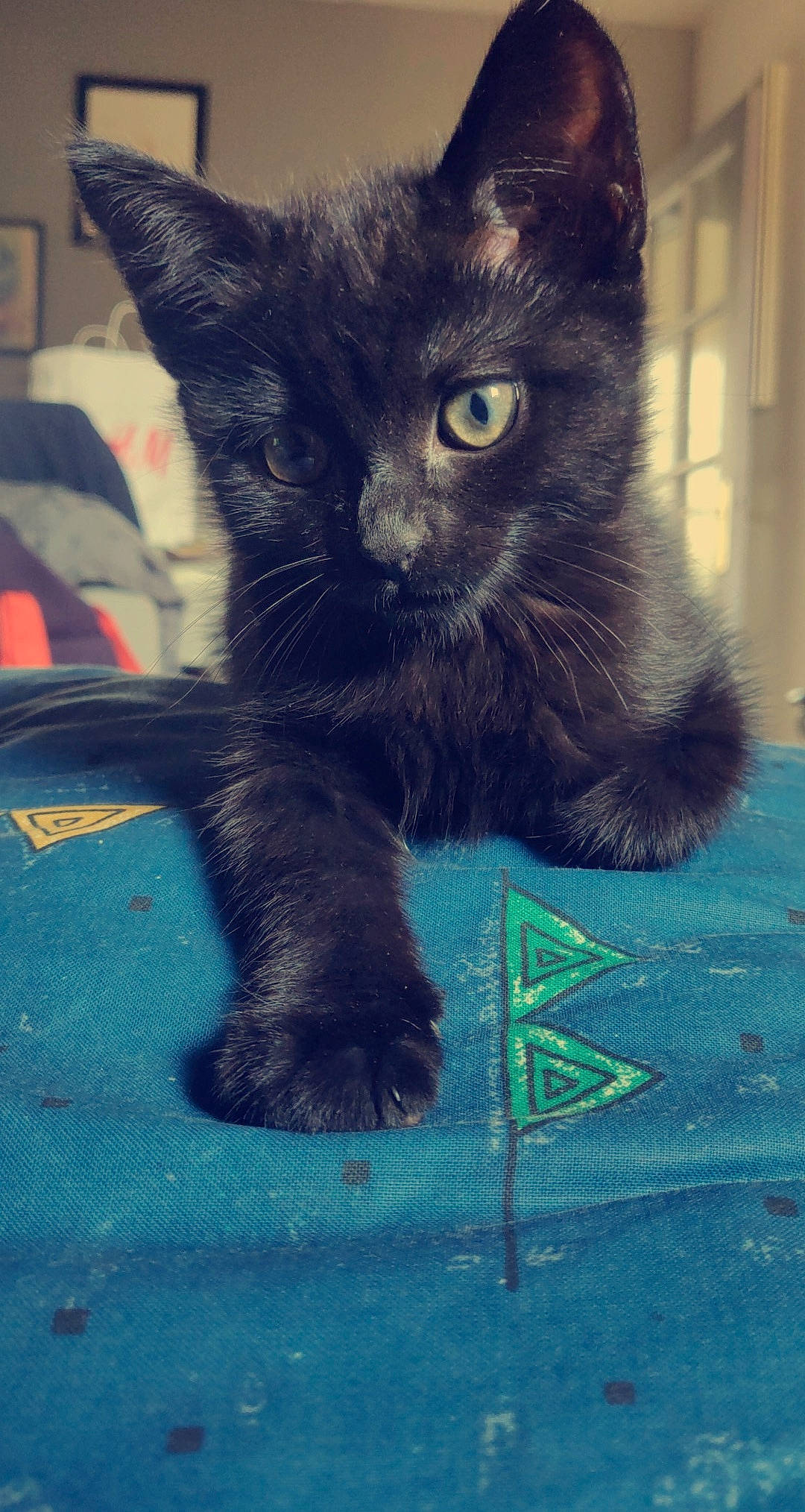 Roquette participe au concours pour gagner de l'argent avec cette photo : aqua, black_cat, carnivore, cat, felidae, fur, pet_supply, small_to_medium_sized_cats, snout, tail, teal, terrestrial_animal, turquoise, vertebrate, whiskers