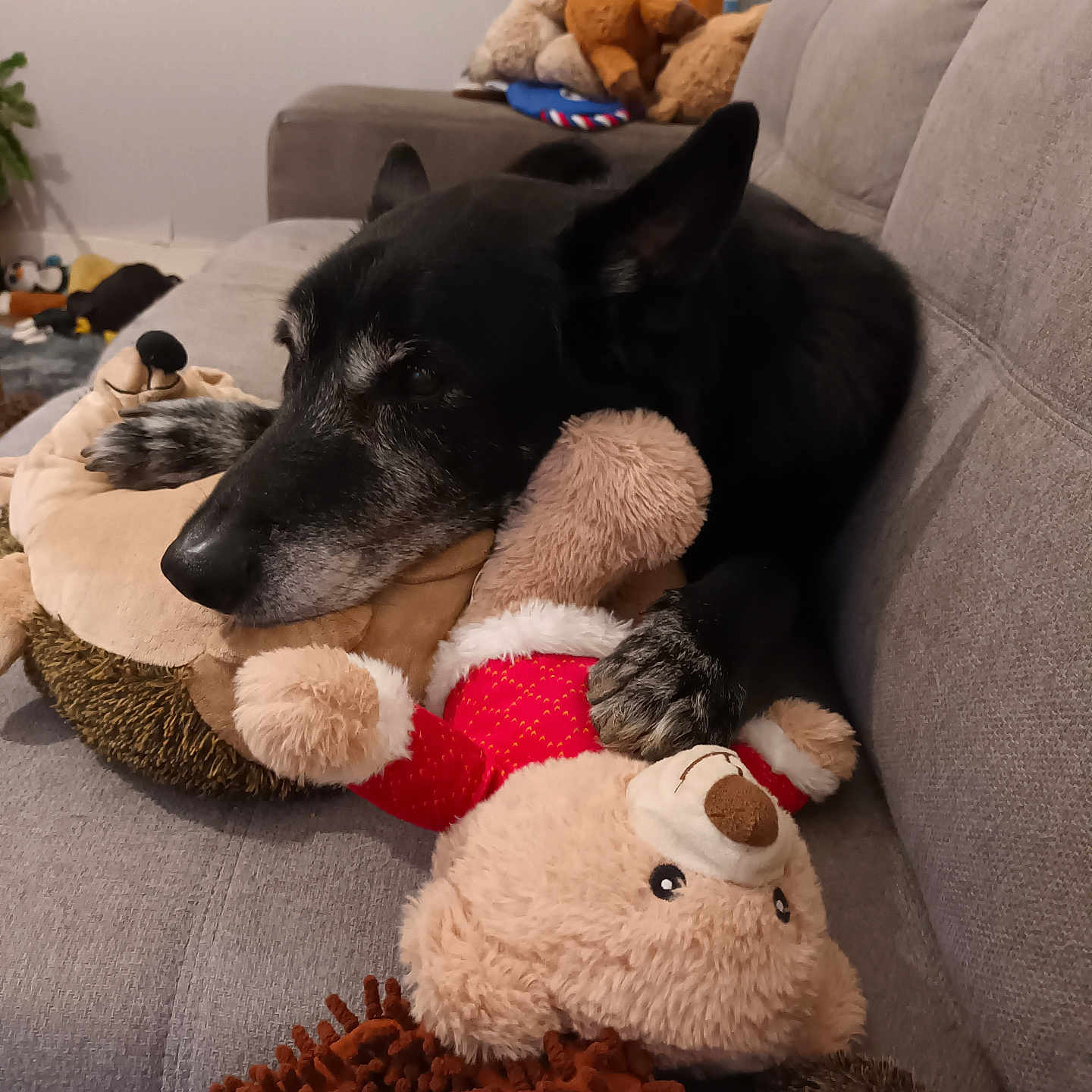 Réglisse participe au concours pour gagner de l'argent avec cette photo : animal, architecture, building, canine, chair, couch, cushion, dog, furniture, homedecor, hound, indoors, labradorretriever, livingroom, pet, plush, puppy, room, teddybear, toy
