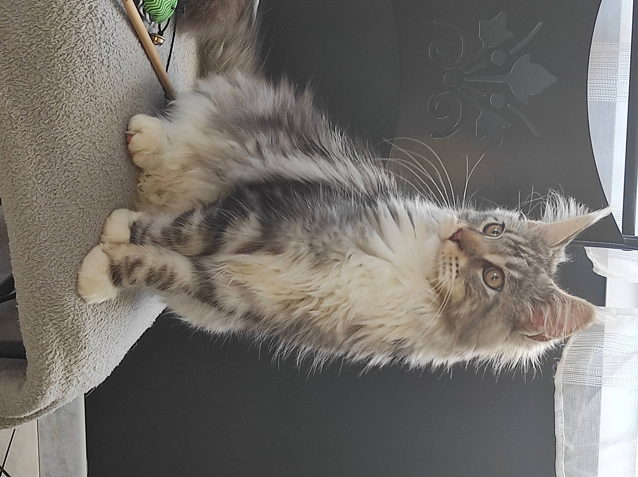 Samba participe au concours pour gagner de l'argent avec cette photo : carnivore, cat, claw, domestic_short_haired_cat, event, felidae, fur, paw, plant, small_to_medium_sized_cats, snout, tail, terrestrial_animal, whiskers, window