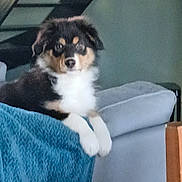 Georges a rejoint le concours — aidez-le/la à gagner de superbes lots ! puppy, dog, couch, blanket, indoor, stairs, furniture, pet, fur, tricolor, white_paws, black_fur, brown_fur, relaxing, looking, calm, home, cozy, domestic, animal