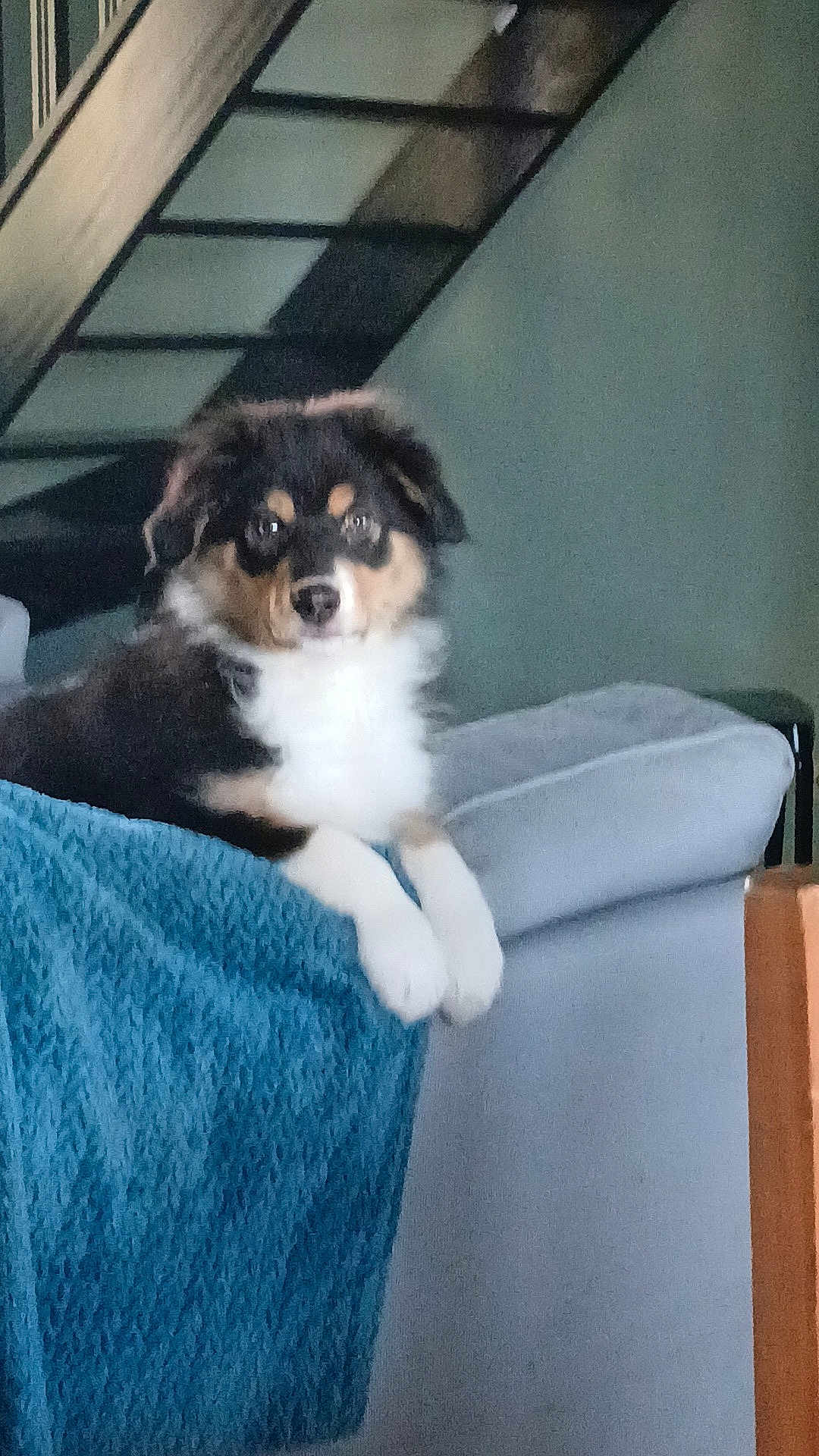 Georges a rejoint le concours — aidez-le/la à gagner de superbes lots ! puppy, dog, couch, blanket, indoor, stairs, furniture, pet, fur, tricolor, white_paws, black_fur, brown_fur, relaxing, looking, calm, home, cozy, domestic, animal