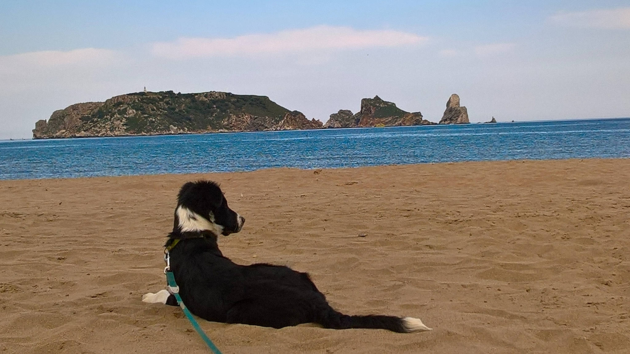 Kiara a rejoint le concours — aidez-le/la à gagner de superbes lots ! azure, beach, calm, carnivore, cloud, coastal_and_oceanic_landforms, dog, dog_breed, fawn, headland, horizon, lake, landscape, leisure, rock, shore, sky, water, wind_wave, wood