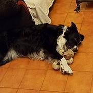 Kiara participe au concours pour gagner de l'argent avec cette photo : dog, black_and_white_dog, border_collie, fluffy, lying_down, sleeping, stuffed_toy, chewing, pet, animal, indoor, tile_floor, home, chair, furniture, black_fur, white_fur, long_hair, playful, relaxed