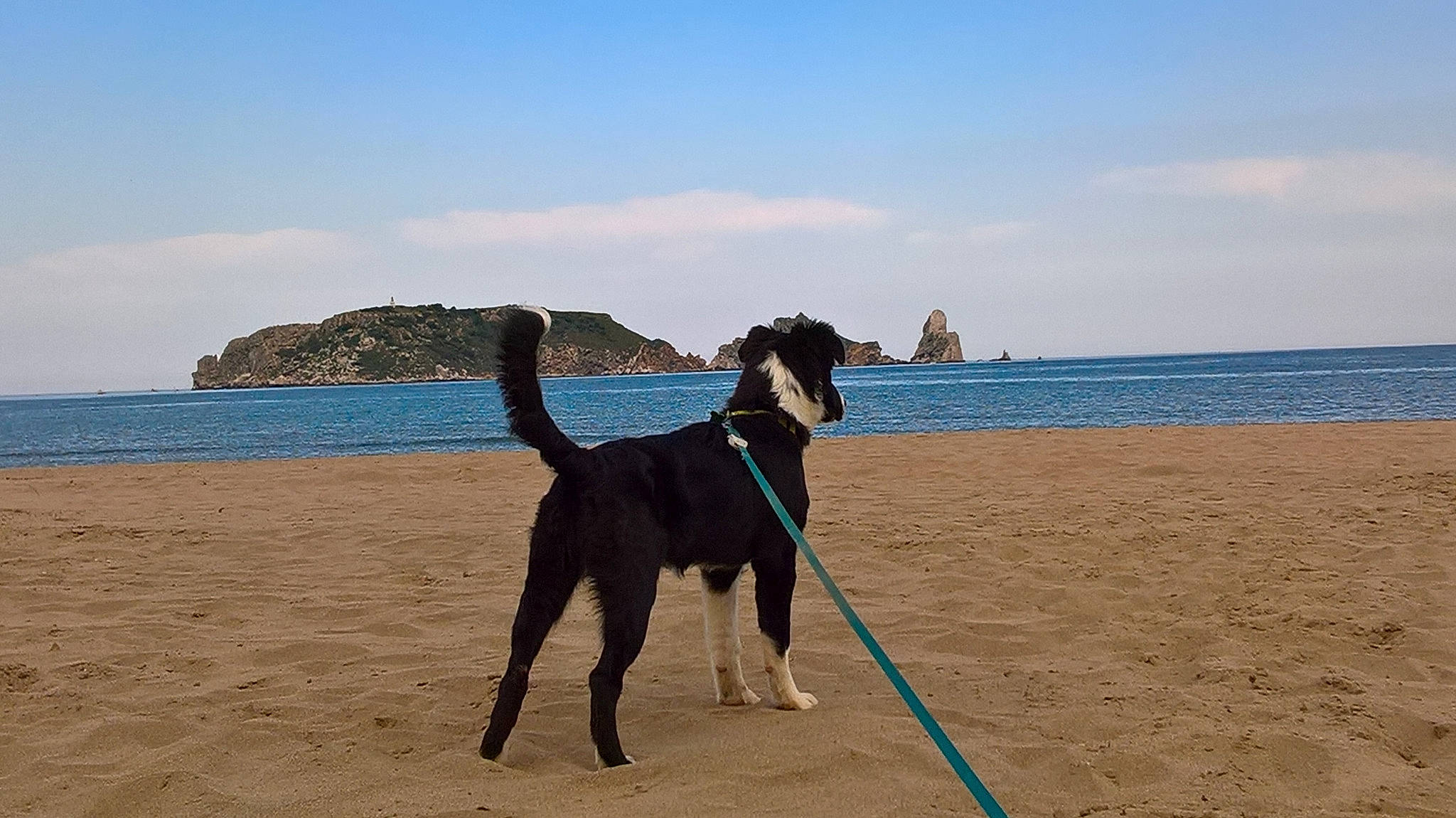 Kiara a rejoint le concours — aidez-le/la à gagner de superbes lots ! beach, carnivore, cloud, collar, dog, dog_breed, dog_collar, fashion_accessory, fawn, horizon, lake, leash, ocean, pet_supply, sand, sky, sporting_group, tail, water, working_animal