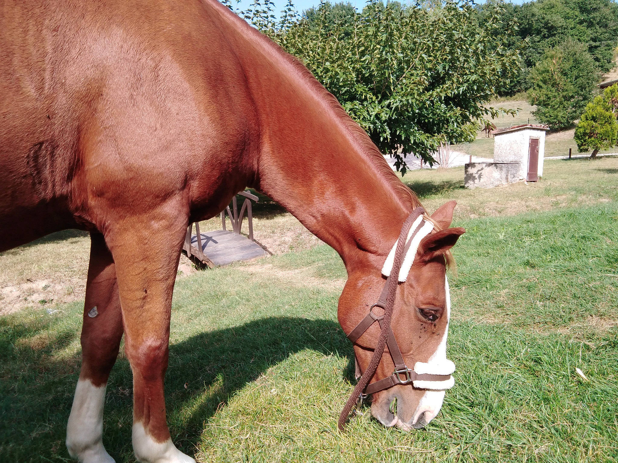 Quintal participe au concours pour gagner de l'argent avec cette photo : eye, fawn, grass, grassland, grazing, horse, landscape, liver, livestock, mammal, mane, meadow, pack_animal, pasture, plant, snout, sorrel, terrestrial_animal, tree, working_animal