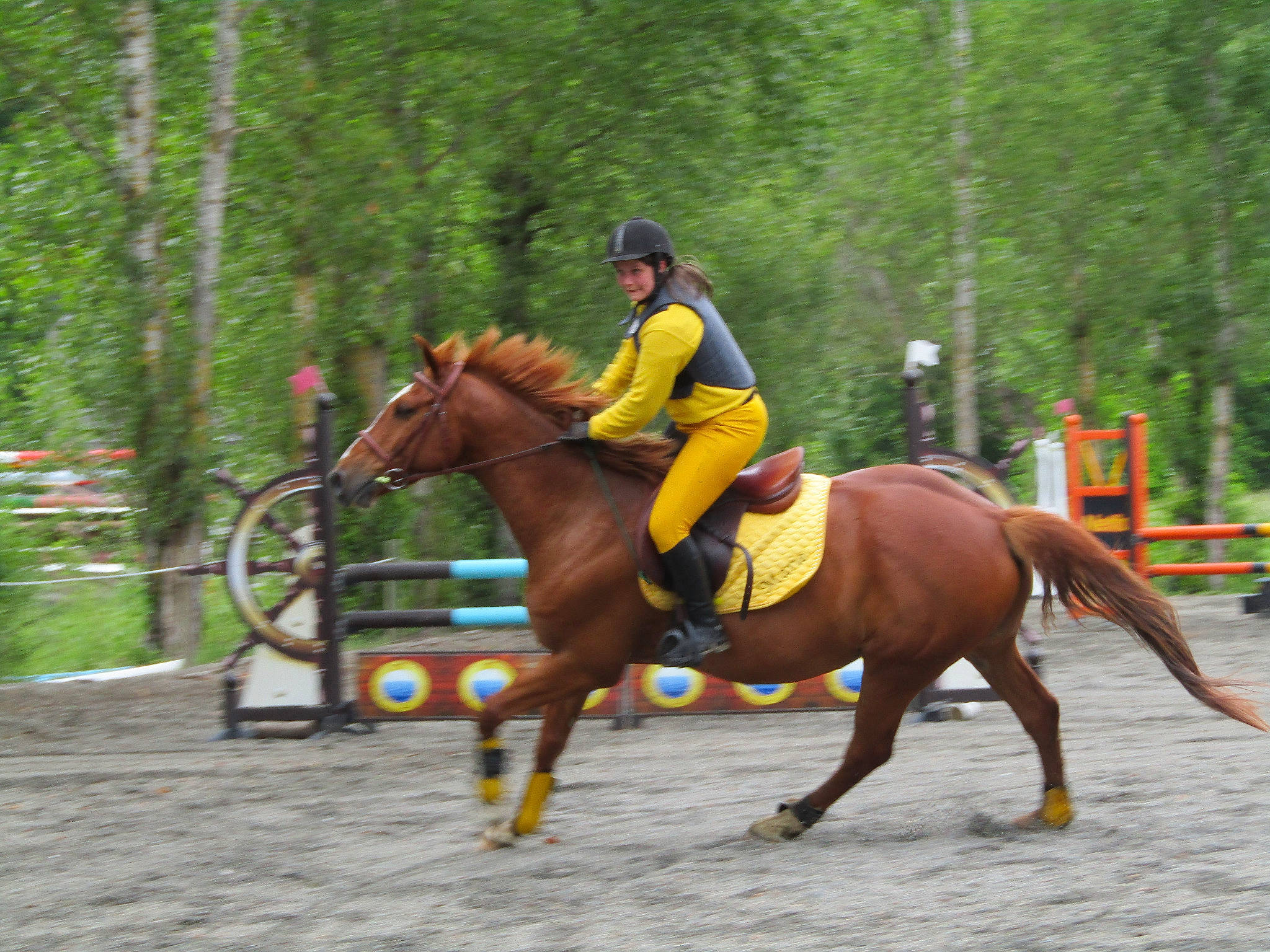 Quintal participe au concours pour gagner de l'argent avec cette photo : bit, bridle, english_riding, equestrian_helmet, equestrian_sport, equestrianism, helmet, horse, horse_supplies, horse_tack, jockey, mammal, mane, plant, rein, saddle, sorrel, sports_equipment, tree, working_animal