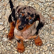 Koda is registered to the contest to win money with this photo: puppy, dog, dachshund, speckled, brown, black, outdoor, stone_ground, cute, pet, animal, small, ears, tail, fur, looking_up, adorable, young, mammal, companion