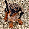 puppy, dog, dachshund, speckled, brown, black, outdoor, stone_ground, cute, pet, animal, small, ears, tail, fur, looking_up, adorable, young, mammal, companion