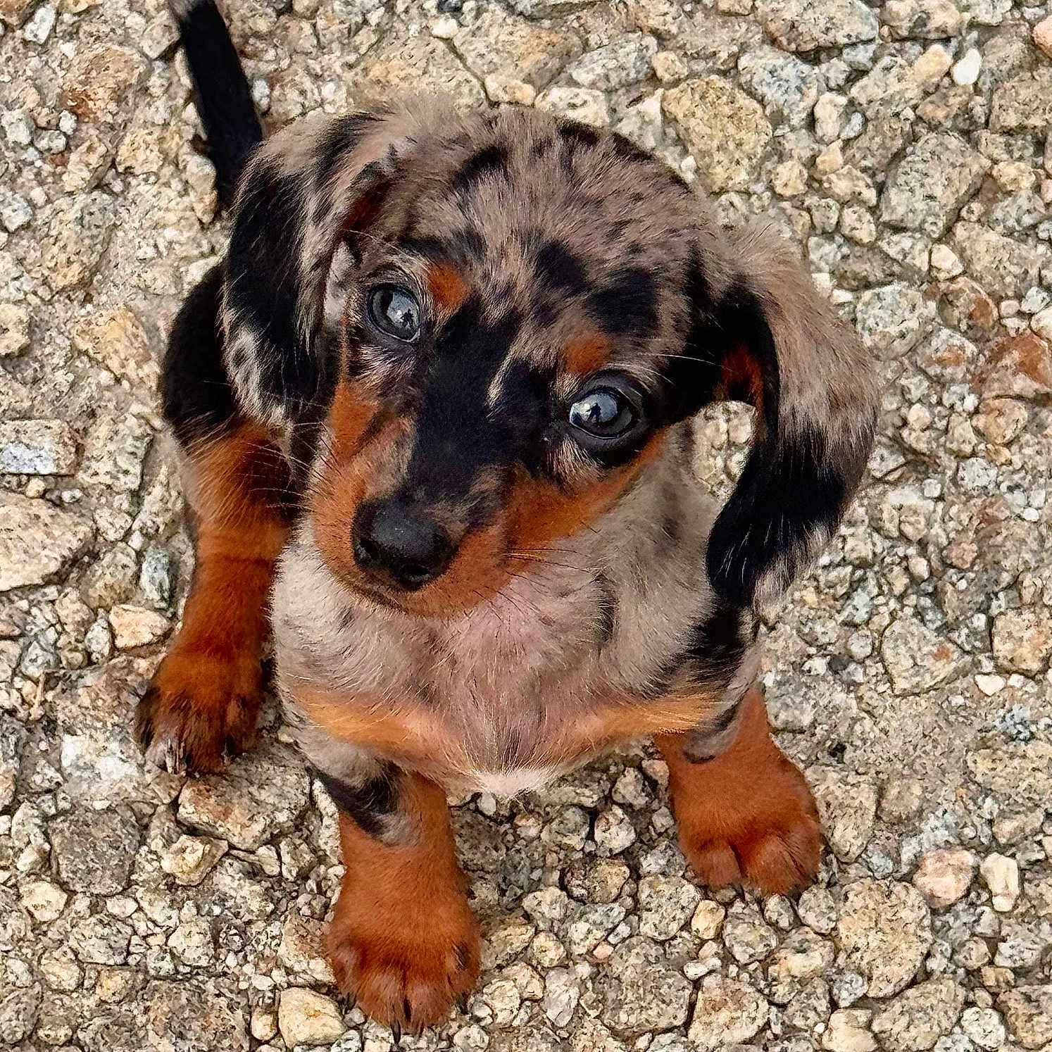 Koda