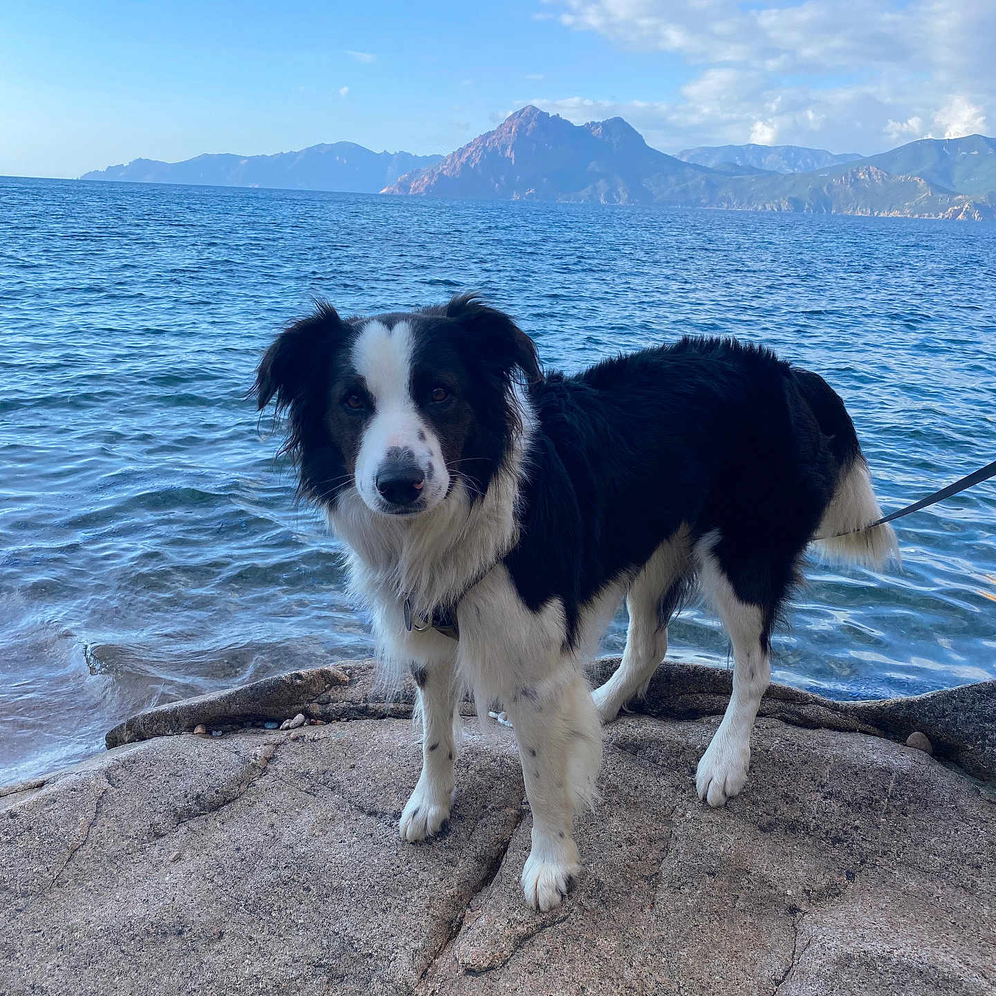 Lucky participe au concours pour gagner de l'argent avec cette photo : adventure, animal, black_and_white, border_collie, canine, clouds, daytime, dog, landscape, leash, mountain, nature, ocean, outdoor, pet, rock, scenic, shore, sky, water