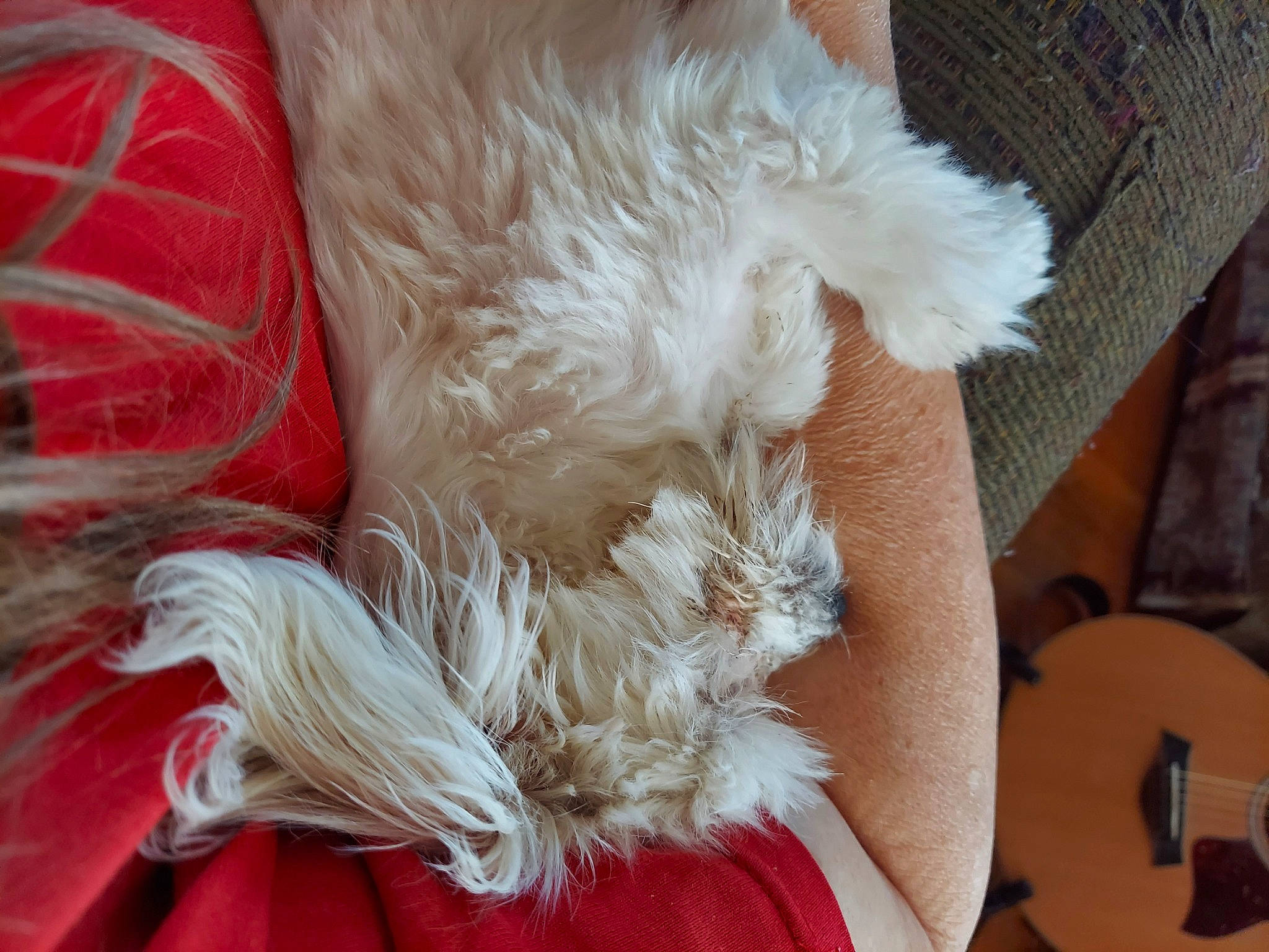 Chrissy Snow is registered to the contest to win money with this photo: canidae, carnivore, close_up, comfort, companion_dog, dog_breed, fawn, feather, felidae, fur, guitar, guitar_accessory, hat, human_leg, musical_instrument, nail, small_to_medium_sized_cats, tail, toy_dog, whiskers