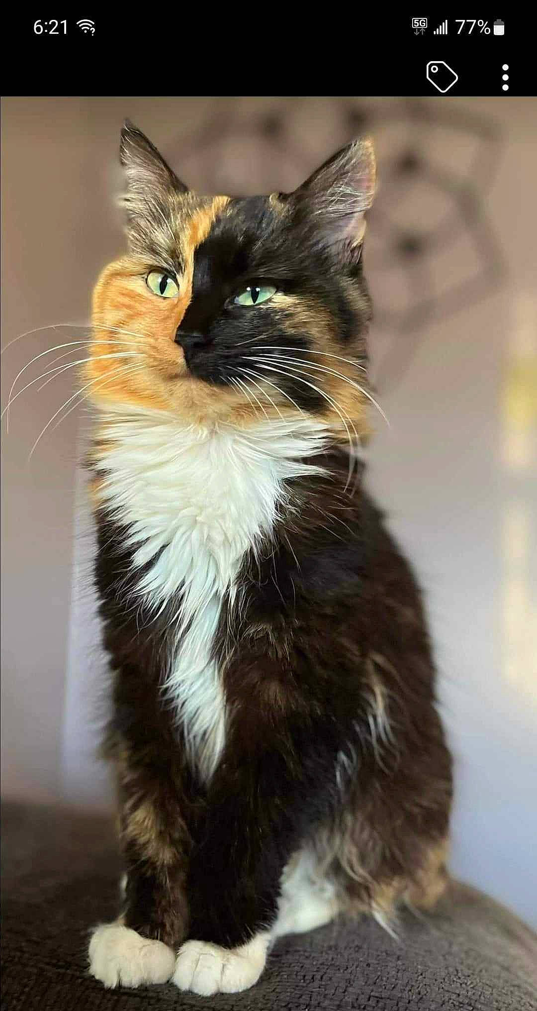 Peaches joined the competition — help win amazing prizes! black_cat, carnivore, cat, claw, domestic_short_haired_cat, electric_blue, eye, felidae, formal_wear, fur, hair, iris, maine_coon, small_to_medium_sized_cats, snout, tail, terrestrial_animal, whiskers, wildlife, window