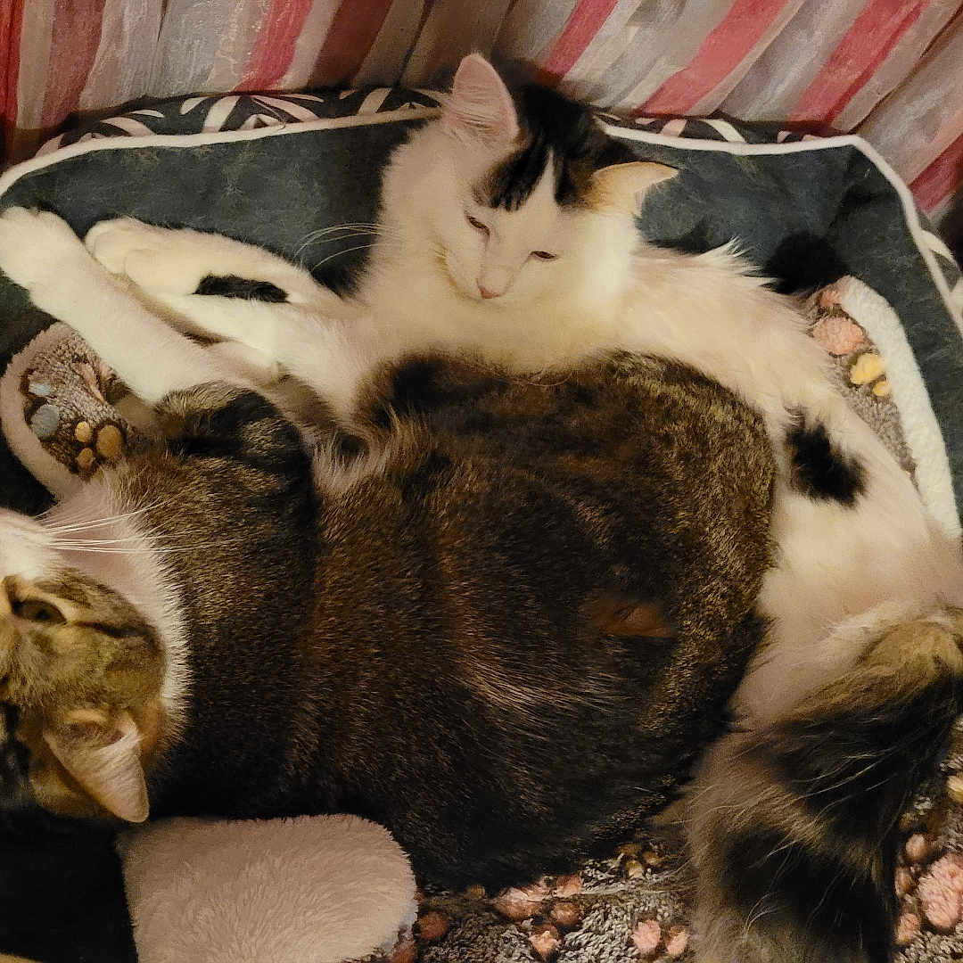 Kira Et Yugo