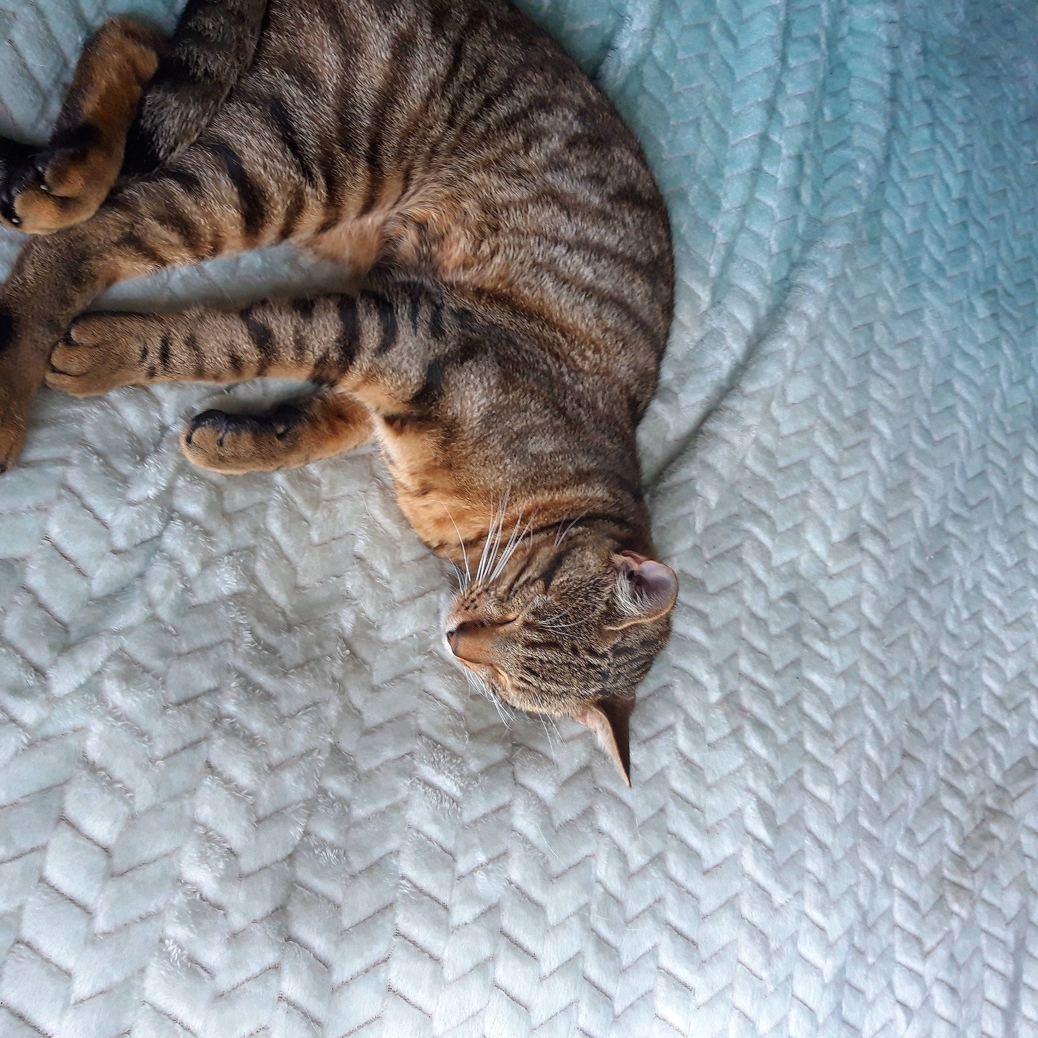 Freddo is registered to the contest to win money with this photo: carnivore, cat, claw, comfort, domestic_short_haired_cat, fawn, felidae, flooring, fur, nap, pattern, paw, sleep, small_to_medium_sized_cats, tail, terrestrial_animal, tree, whiskers, wildlife, wood