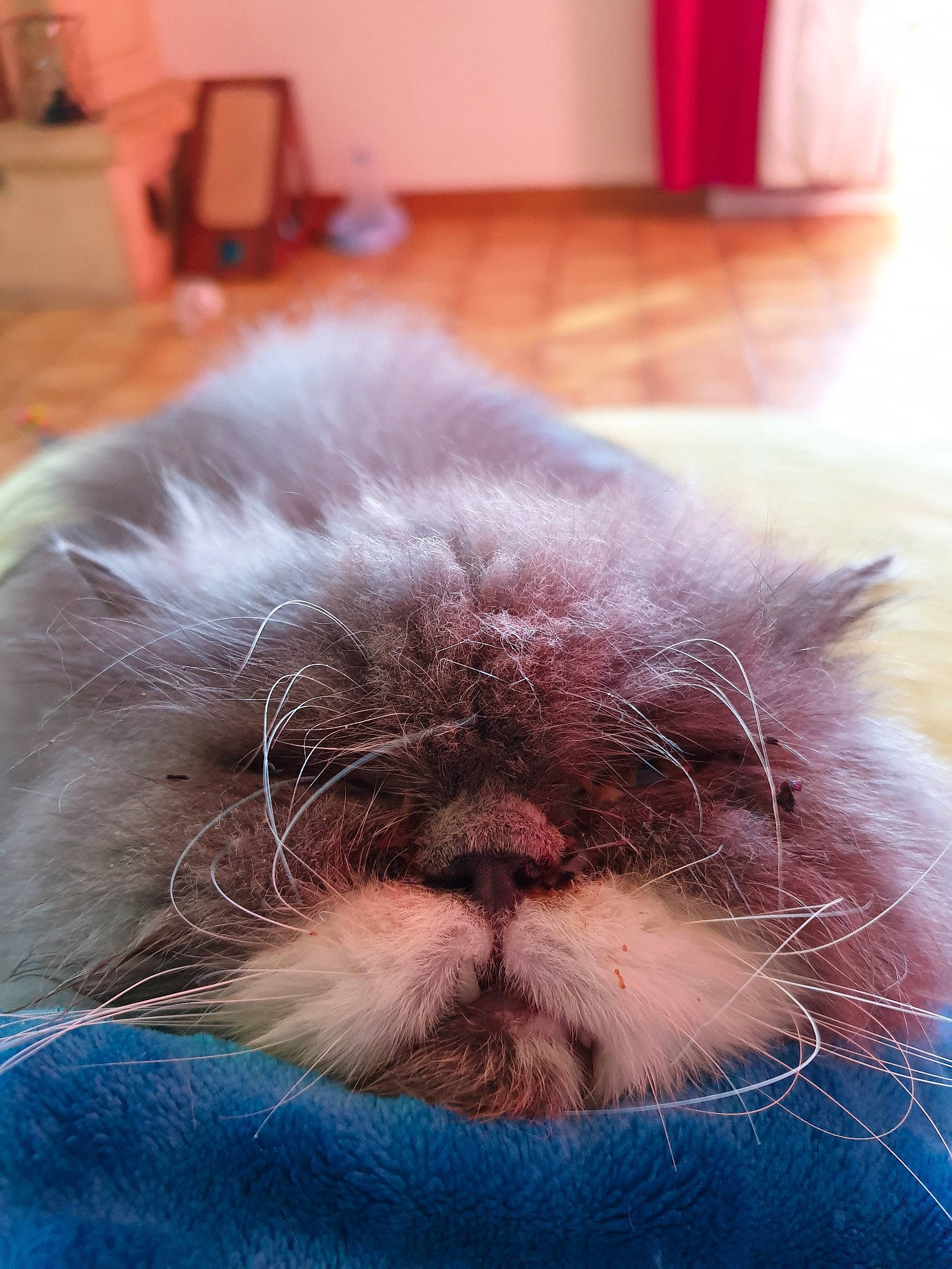 Globule participe au concours pour gagner de l'argent avec cette photo : british_longhair, carnivore, cat, close_up, ear, eye, fawn, felidae, fur, himalayan, kitten, nap, nose, persian, small_to_medium_sized_cats, snout, whiskers
