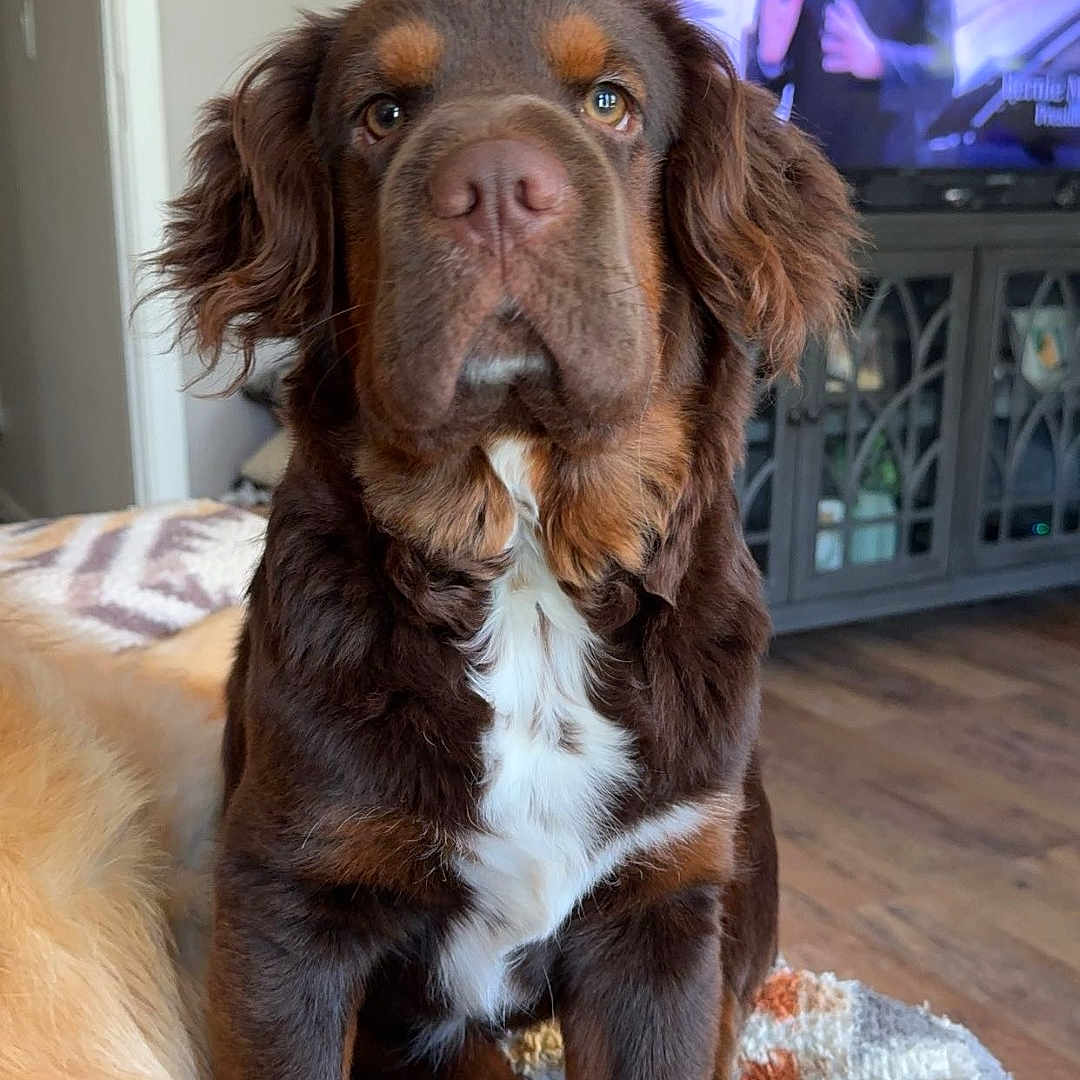 Murphy is registered to the contest to win money with this photo: adult, animal, architecture, building, canine, computerhardware, couch, dog, electronics, furniture, hardware, indoors, male, man, monitor, person, pet, puppy, screen, tv