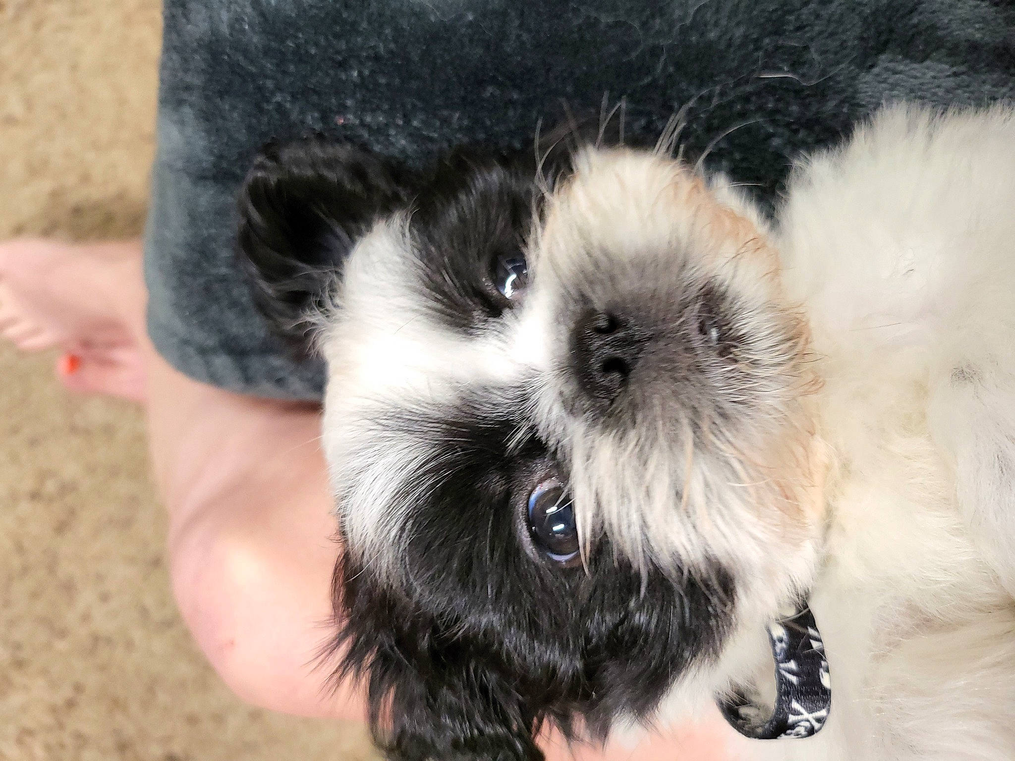 Beaux joined the competition — help win amazing prizes! canidae, carnivore, companion_dog, dog, dog_breed, eyelash, fawn, fur, liver, mal_shi, non_sporting_group, paw, pet_supply, shih_tzu, snout, sporting_group, terrestrial_animal, toy_dog, whiskers, working_animal