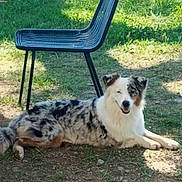 Skádi a rejoint le concours — aidez-le/la à gagner de superbes lots ! dog, outdoor, grass, sunlight, chair, shadow, relaxed, lying, spotted, happy, winking, pet, animal, nature, daylight, ground, fur, ears, tail, smile