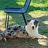 dog, outdoor, grass, sunlight, chair, shadow, relaxed, lying, spotted, happy, winking, pet, animal, nature, daylight, ground, fur, ears, tail, smile