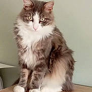Gribouille participe au concours pour gagner de l'argent avec cette photo : cat, fluffy, gray, white, sitting, wooden_surface, indoor, pet, feline, fur, whiskers, ears, eyes, animal, domestic, portrait, cute, furry, looking, still