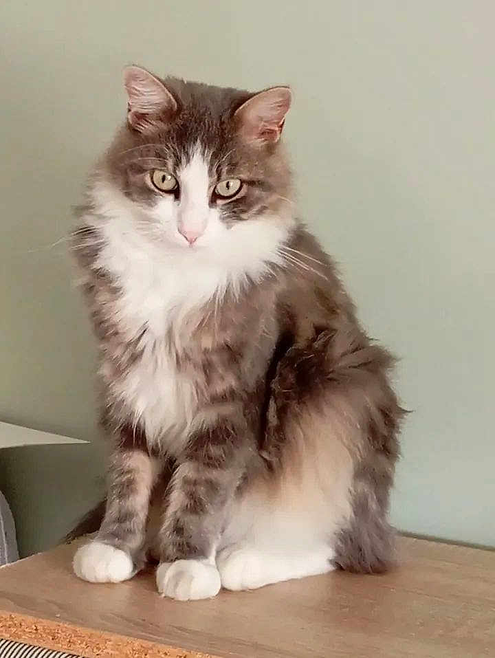 Gribouille participe au concours pour gagner de l'argent avec cette photo : cat, fluffy, gray, white, sitting, wooden_surface, indoor, pet, feline, fur, whiskers, ears, eyes, animal, domestic, portrait, cute, furry, looking, still