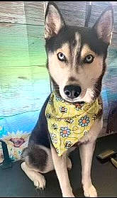 Zora is registered to the contest to win money with this photo: ancient_dog_breeds, art, canidae, canis, carnivore, companion_dog, dog, dog_breed, flooring, fur, non_sporting_group, pattern, sled_dog, snout, square, terrestrial_animal, wolf, working_animal, working_dog