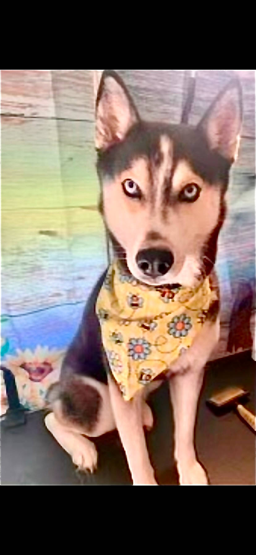 Zora joined the competition — help win amazing prizes! art, canidae, carnivore, companion_dog, dog, dog_breed, dog_clothes, dog_supply, fawn, fur, pattern, rectangle, sled_dog, snout, sporting_group, square, visual_arts, whiskers, working_animal, working_dog