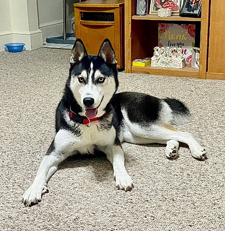 Zora is registered to the contest to win money with this photo: bookcase, cabinetry, carnivore, chest_of_drawers, closet, companion_dog, cupboard, dog, dog_breed, drawer, flooring, foot, refrigerator, shelf, shelving, sled_dog, working_animal, working_dog