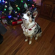 Addie Lynn joined the competition — help win amazing prizes! dog, christmas_tree, holiday, lights, ornaments, wooden_floor, decorations, indoor, pet, collar, festive, attentive, looking_up, fur, ears, cute, christmas, seasonal, celebration, home