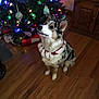attentive, celebration, christmas, christmas_tree, collar, cute, decorations, dog, ears, festive, fur, holiday, home, indoor, lights, looking_up, ornaments, pet, seasonal, wooden_floor