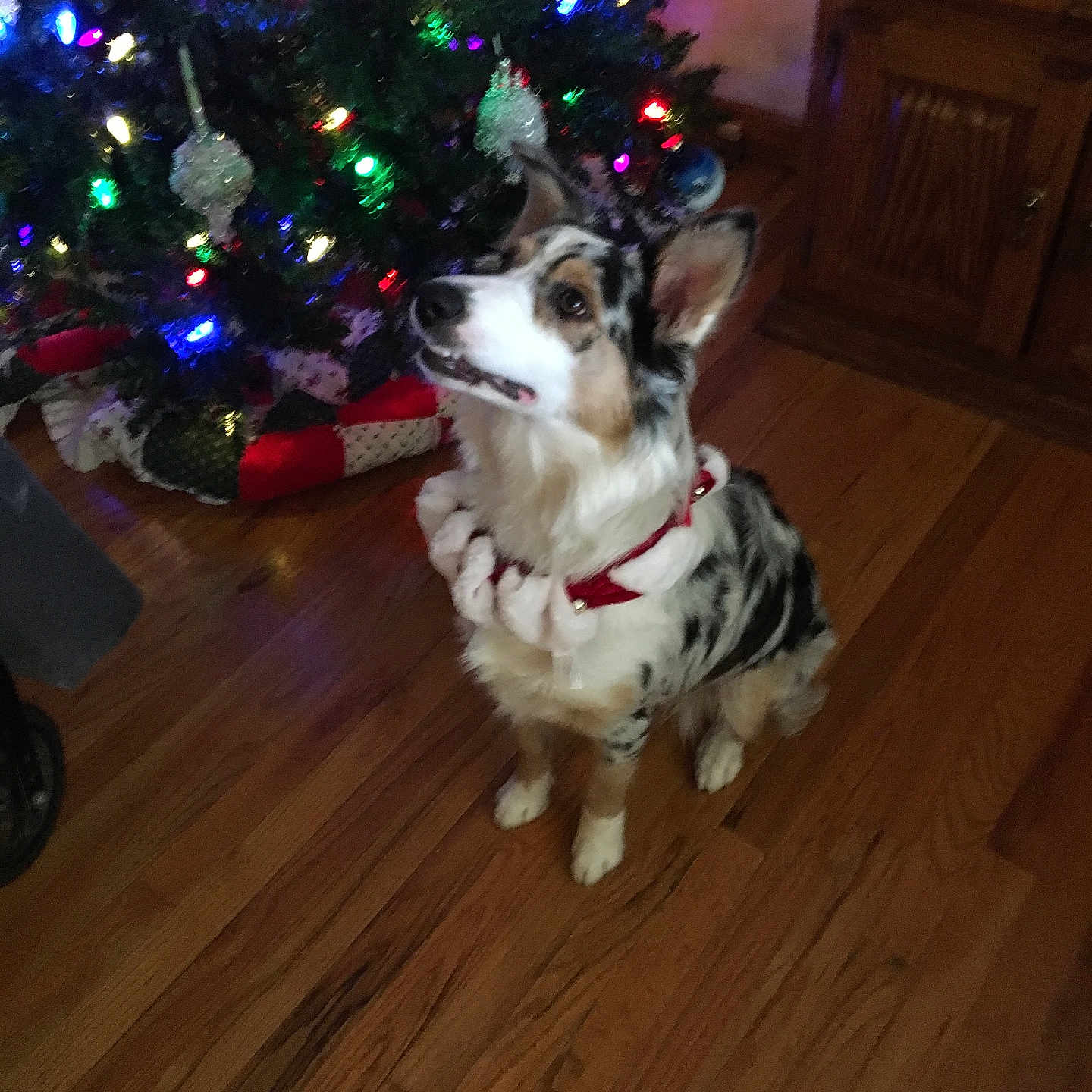 Addie Lynn joined the competition — help win amazing prizes! attentive, celebration, christmas, christmas_tree, collar, cute, decorations, dog, ears, festive, fur, holiday, home, indoor, lights, looking_up, ornaments, pet, seasonal, wooden_floor