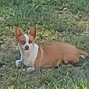 Beebee joined the competition — help win amazing prizes! animal, brown, canine, companion, daylight, dog, domestic_animal, ears, fur, grass, lying_down, mammal, nature, outdoor, pet, relaxed, small_dog, snout, vertebrate, white