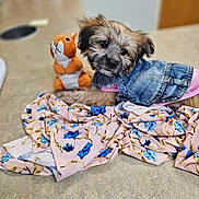 Sophie Rose joined the competition — help win amazing prizes! animal, black_ears, brown_fur, companion, countertop, cute, denim_jacket, dog, domestic, fabric, floral_cloth, indoor, pet, puppy, relaxed, small_dog, soft_toy, stuffed_animal, table, toy