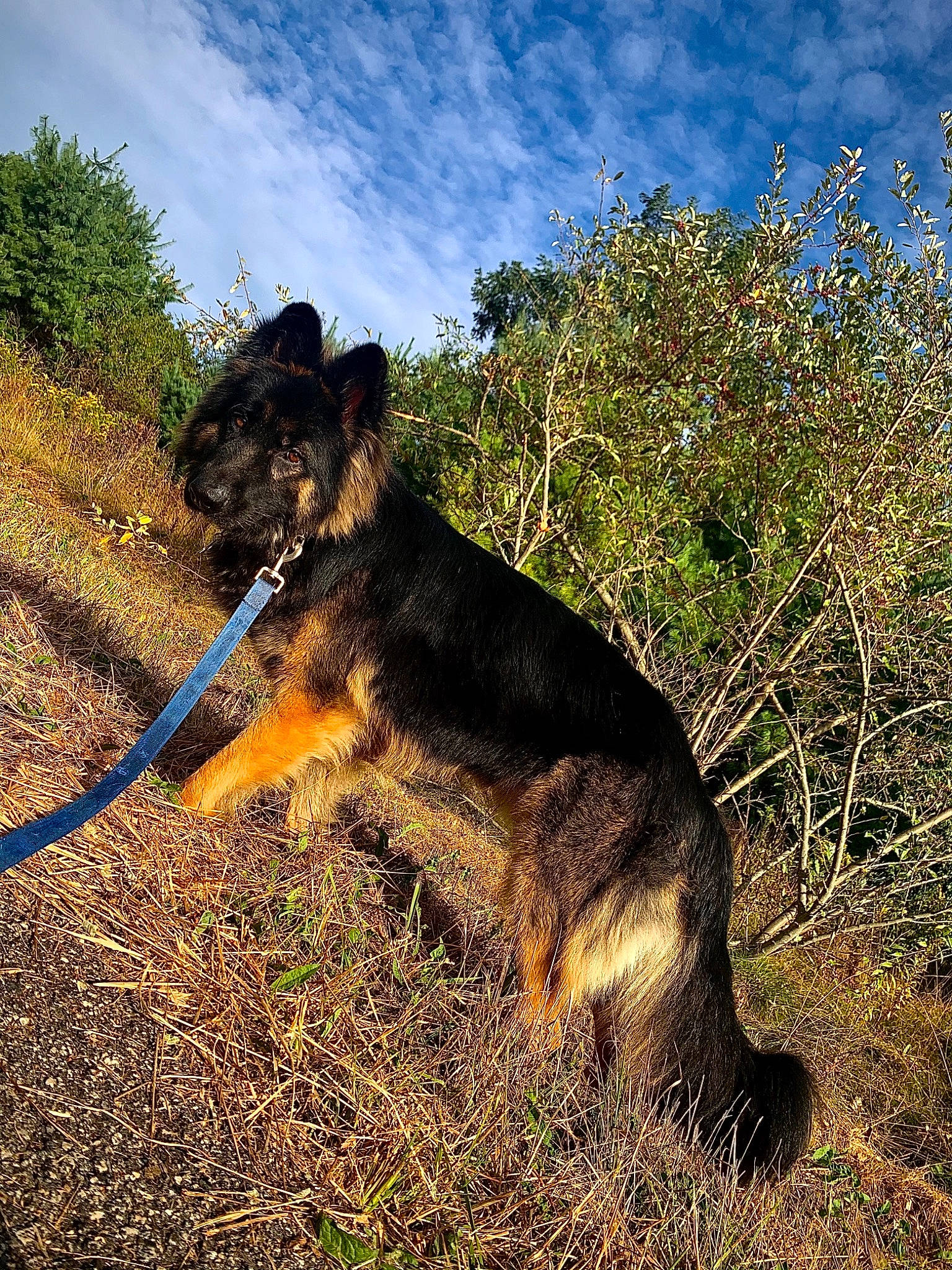 Brantley joined the competition — help win amazing prizes! airedale_terrier, canidae, carnivore, dog, dog_breed, german_shepherd_dog, grass, herding_dog, mountain, plant, sky, sporting_group, tail, terrier, tree, welsh_terrier, wilderness, working_dog